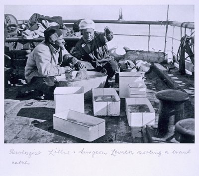 Biologist Lillie and Surgeon Levick Sorting a Trawl Catch on Board 